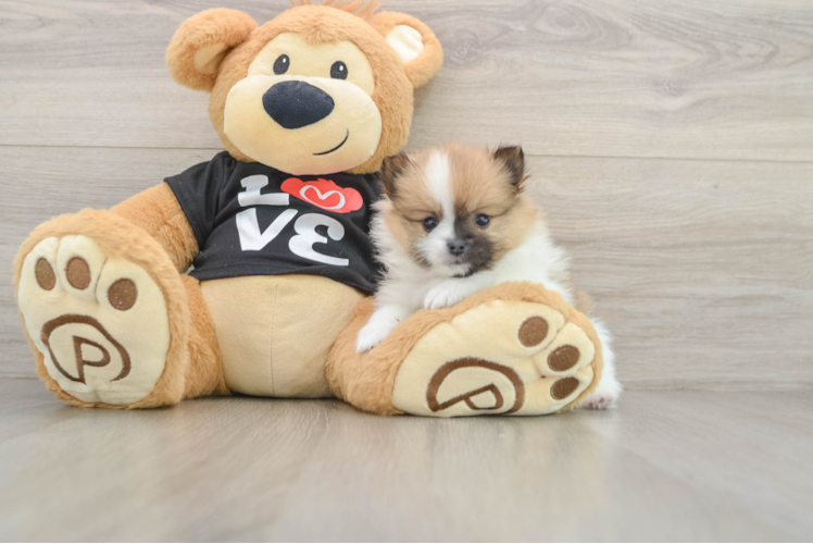 Hypoallergenic Pomeranian Baby