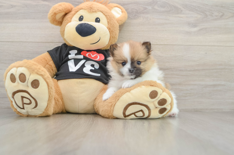 Hypoallergenic Pomeranian Baby