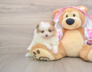 8 week old Pomeranian Puppy For Sale - Seaside Pups
