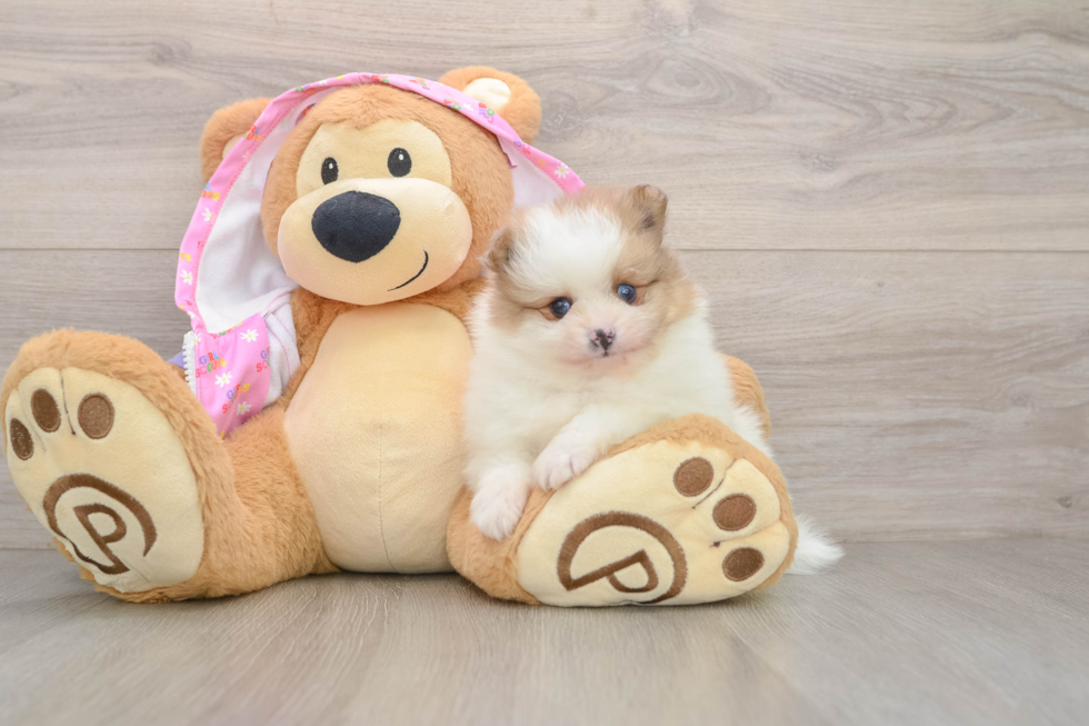 Pomeranian Pup Being Cute