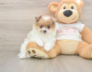 7 week old Pomeranian Puppy For Sale - Seaside Pups