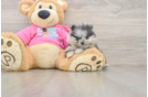Pomeranian Pup Being Cute