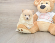 14 week old Pomeranian Puppy For Sale - Seaside Pups