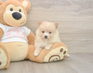 12 week old Pomeranian Puppy For Sale - Seaside Pups