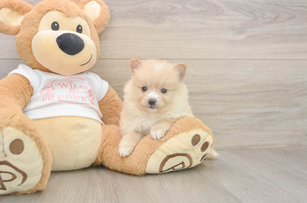 5 week old Pomeranian Puppy For Sale - Seaside Pups