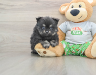 8 week old Pomeranian Puppy For Sale - Seaside Pups