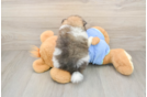 Best Pomeranian Baby