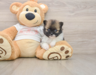 7 week old Pomeranian Puppy For Sale - Seaside Pups
