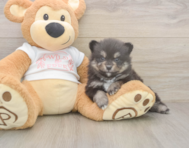 7 week old Pomeranian Puppy For Sale - Seaside Pups