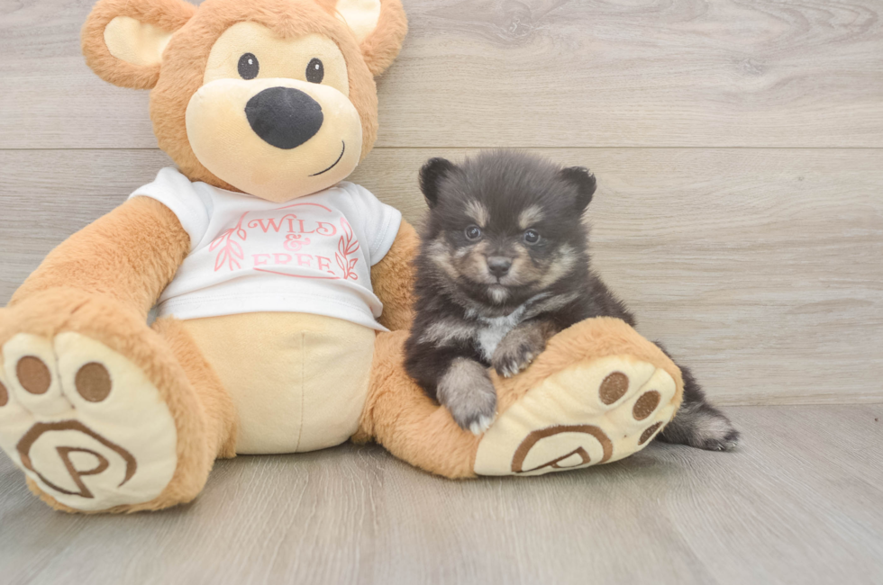 5 week old Pomeranian Puppy For Sale - Seaside Pups