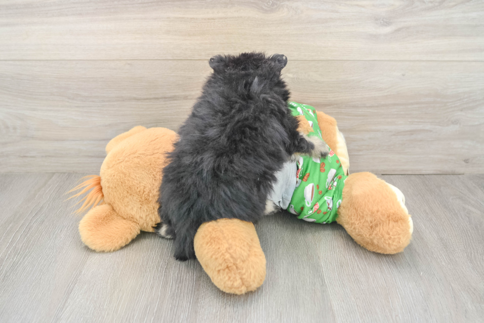 Pomeranian Puppy for Adoption