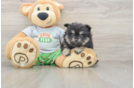 Funny Pomeranian Purebred Pup
