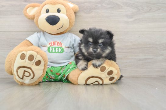 Funny Pomeranian Purebred Pup