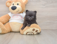7 week old Pomeranian Puppy For Sale - Seaside Pups