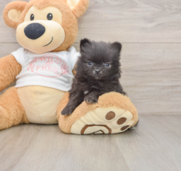 7 week old Pomeranian Puppy For Sale - Seaside Pups