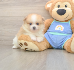 7 week old Pomeranian Puppy For Sale - Seaside Pups