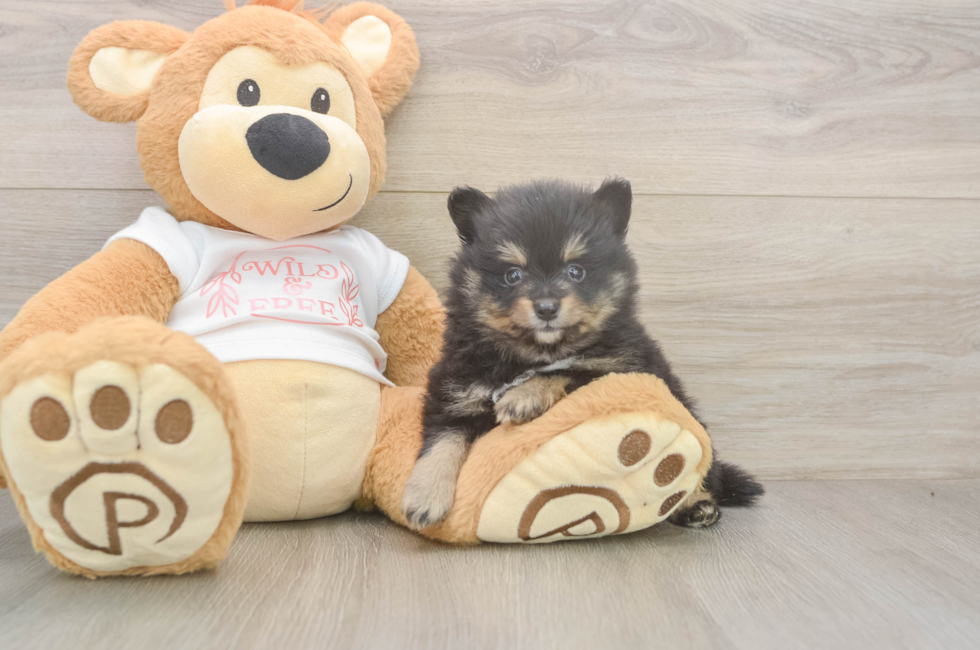 5 week old Pomeranian Puppy For Sale - Seaside Pups