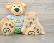 8 week old Pomeranian Puppy For Sale - Seaside Pups