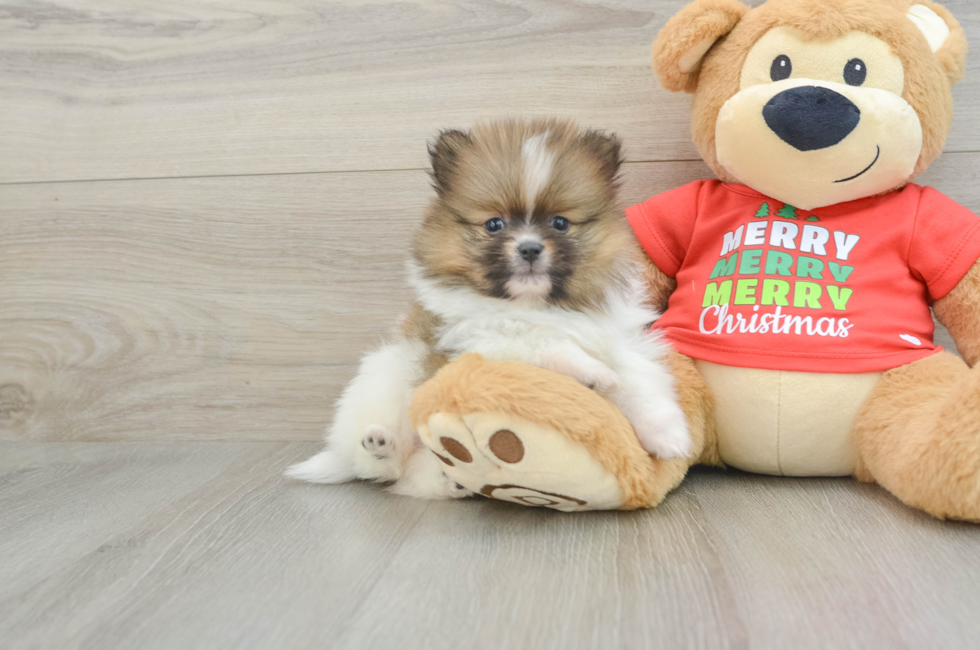 6 week old Pomeranian Puppy For Sale - Seaside Pups