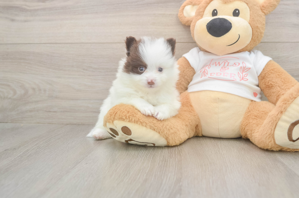 5 week old Pomeranian Puppy For Sale - Seaside Pups
