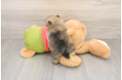 Best Pomeranian Baby