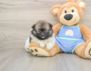 8 week old Pomeranian Puppy For Sale - Seaside Pups