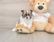 8 week old Pomeranian Puppy For Sale - Seaside Pups