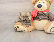 8 week old Pomeranian Puppy For Sale - Seaside Pups