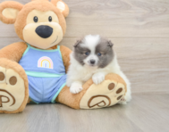 9 week old Pomeranian Puppy For Sale - Seaside Pups