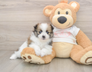 8 week old Pomeranian Puppy For Sale - Seaside Pups