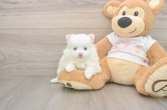 6 week old Pomeranian Puppy For Sale - Seaside Pups Adorable Loulou Purebred Puppy