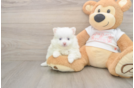 Meet Whoopi - our Pomeranian Puppy Photo  1/3 - Seaside Pups Adorable Loulou Purebred Puppy