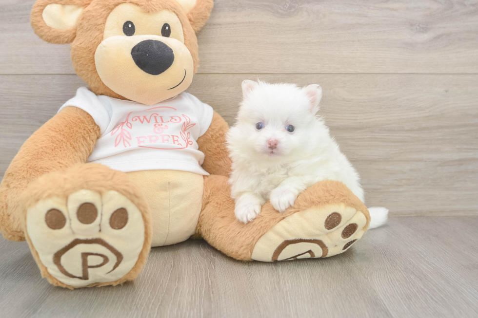 Meet Whoopi - our Pomeranian Puppy Photo  2/3 - Seaside Pups Pomeranian Puppy for Adoption
