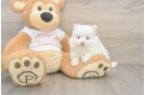 Meet Whoopi - our Pomeranian Puppy Photo  2/3 - Seaside Pups Pomeranian Puppy for Adoption