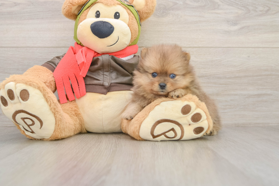 Pomeranian Puppy for Adoption