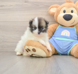 8 week old Pomeranian Puppy For Sale - Seaside Pups