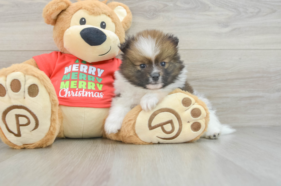 6 week old Pomeranian Puppy For Sale - Seaside Pups