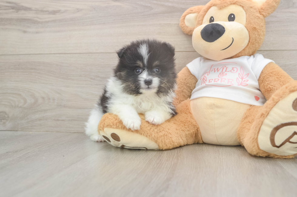 5 week old Pomeranian Puppy For Sale - Seaside Pups