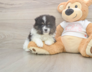 6 week old Pomeranian Puppy For Sale - Seaside Pups 6 week old Pomeranian Puppy For Sale - Seaside Pups