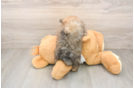 Small Pomeranian Purebred Pup
