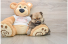 Hypoallergenic Pomeranian Baby