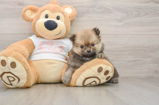 Hypoallergenic Pomeranian Baby