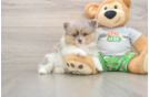 Pomeranian Pup Being Cute