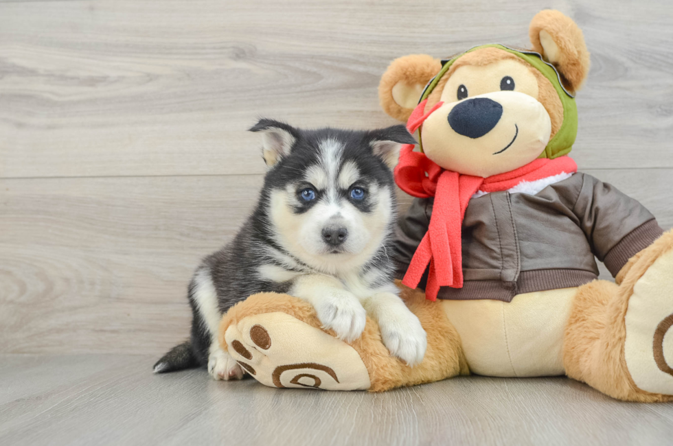 7 week old Pomsky Puppy For Sale - Seaside Pups