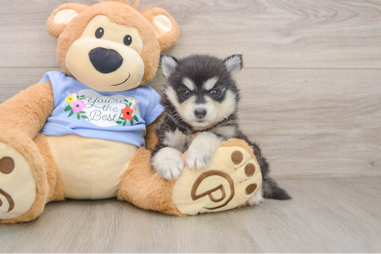 Pomsky Puppy for Adoption