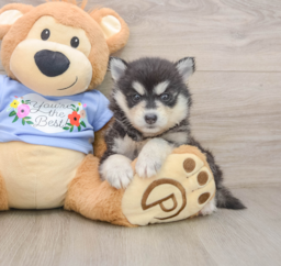 7 week old Pomsky Puppy For Sale - Seaside Pups