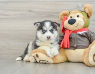 8 week old Pomsky Puppy For Sale - Seaside Pups