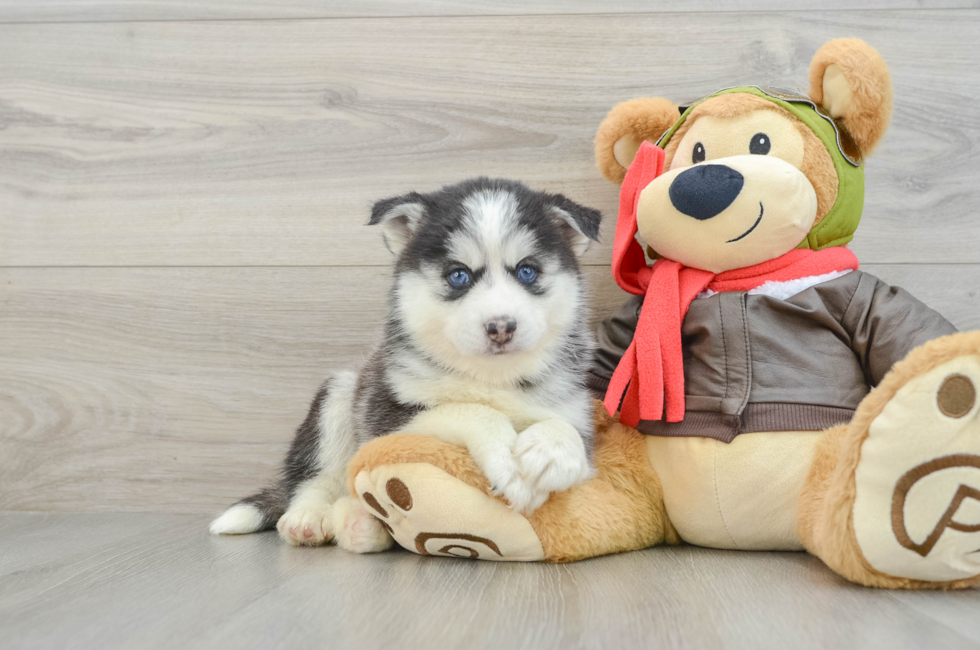 7 week old Pomsky Puppy For Sale - Seaside Pups