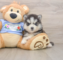 7 week old Pomsky Puppy For Sale - Seaside Pups