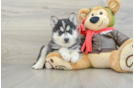 Pomsky Puppy for Adoption